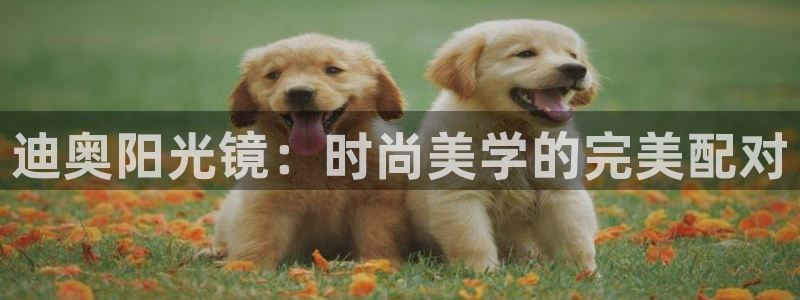 专业辉达娱乐在线游戏